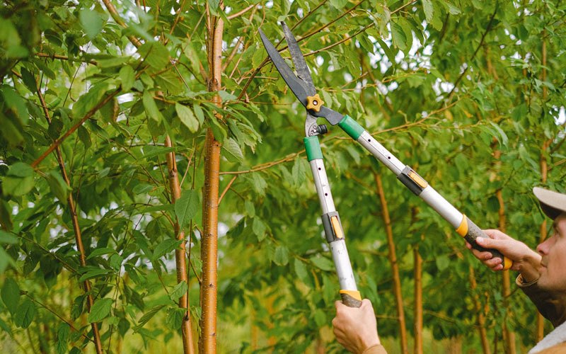 Tree trimming in Goreville, IL