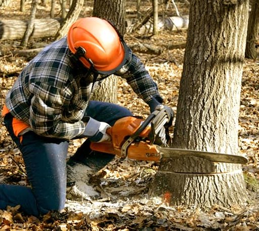 Tree Removal in Goreville, IL